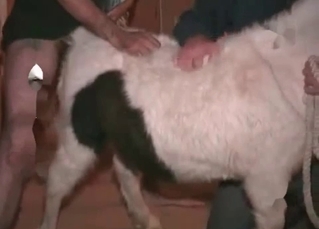Bestiality gets really racy in this vid