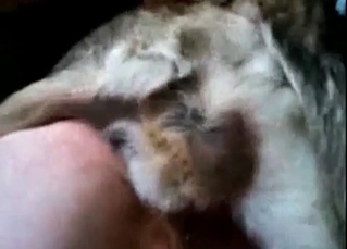 Dog rips that human pussy in half