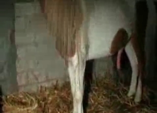 Stockings-clad slut fucks a dog