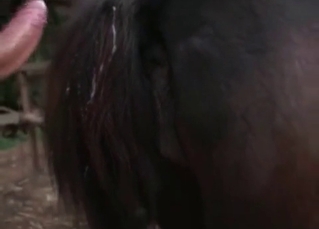 Bestiality with incredibly kinky babes