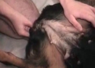 Black dog banging bitches left and right