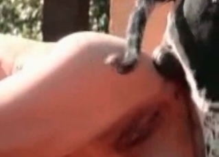 Slender chick wants that dog cock