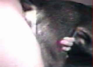 Tight asshole gaped by a human cock