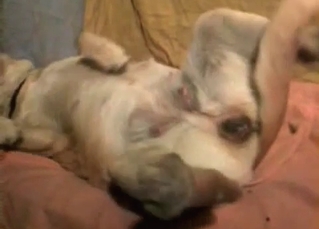 Insanely attractive dog enjoying bestiality