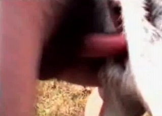 Sexy animal loves anal fucking