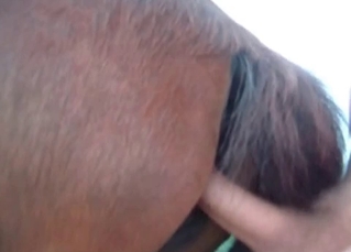 Big-dicked stallion loves anal fucking