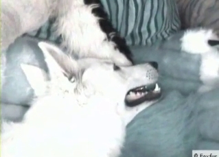 Bestiality banging with raw anal sex