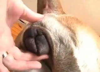 Dog's tender asshole played with