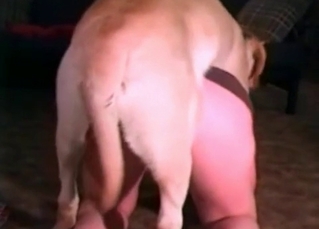 Ravishing chick wants that dog dick