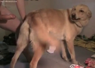 British doggo fucks a tight lass